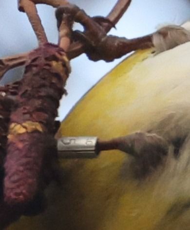 Lucherino  - Horand Maier