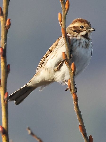 Migliarino di palude  - Horand Maier