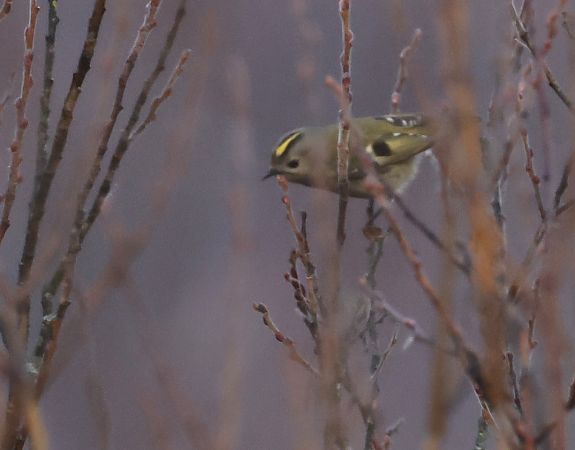 Regolo  - Horand Maier