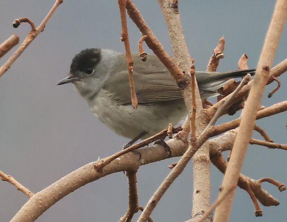 Capinera  - Horand Maier