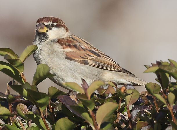 Passera d'Italia  - Horand Maier