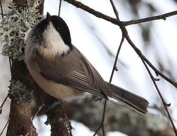 Cincia alpestre  - Horand Maier