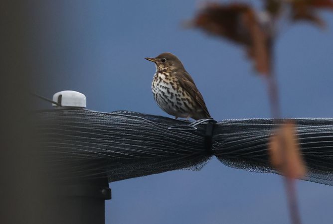 Tordo bottaccio  - Horand Maier