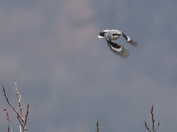 Averla maggiore  - Horand Maier