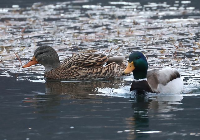 Germano reale  - Horand Maier