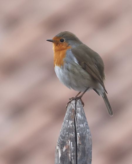 Pettirosso  - Horand Maier