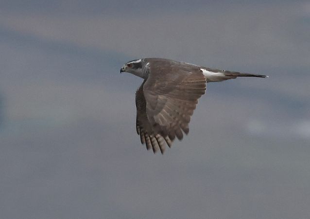 Astore  - Horand Maier