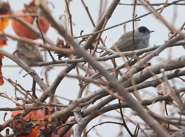 Capinera  - Horand Maier