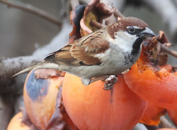 Italiensperling  - Horand Maier