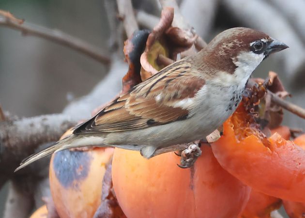 Passera d'Italia  - Horand Maier