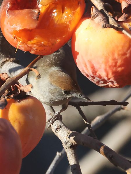 Capinera  - Horand Maier