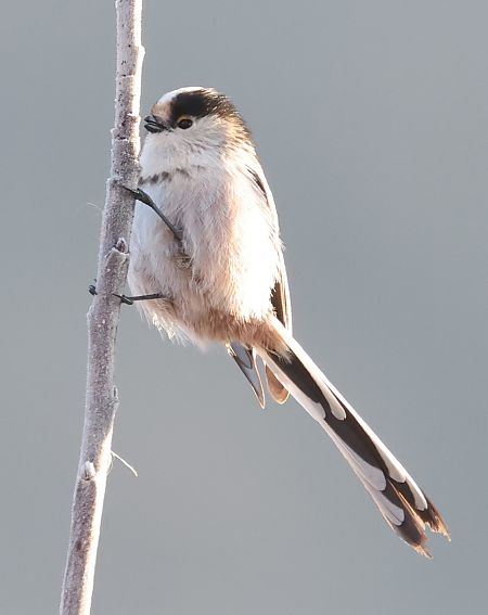 Codibugnolo  - Horand Maier