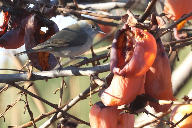 Capinera  - Horand Maier