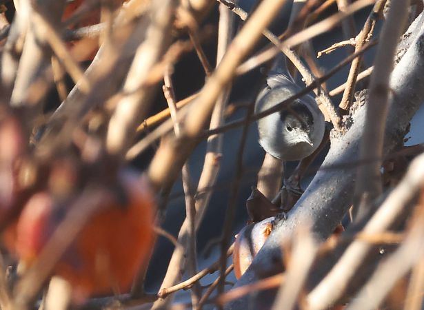 Mönchsgrasmücke  - Horand Maier