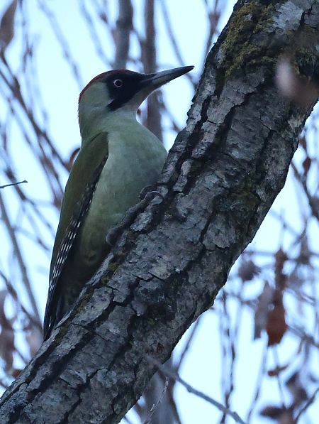 Picchio verde  - Horand Maier