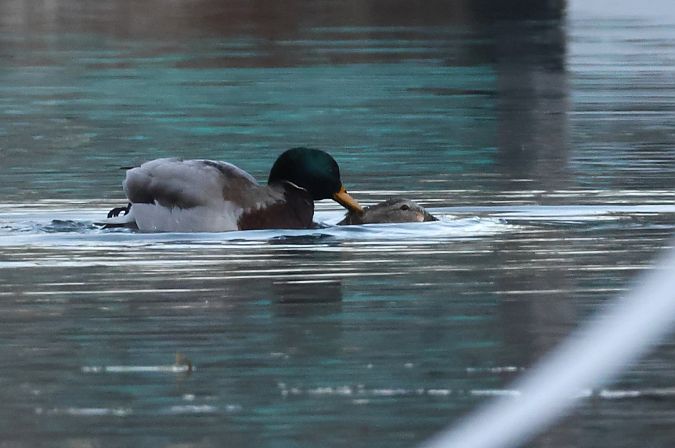 Germano reale  - Horand Maier