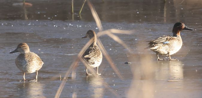 Alzavola  - Horand Maier