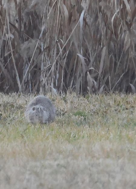Nutria  - Horand Maier