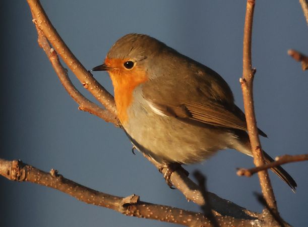 Rotkehlchen  - Horand Maier