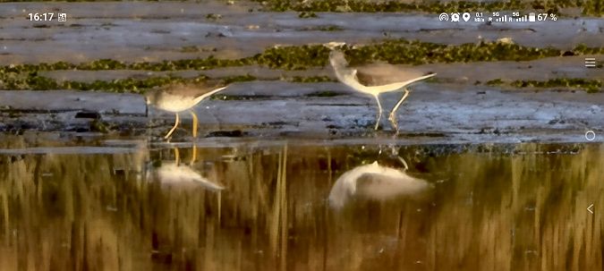 Totano zampegialle minore  - Michael Bokämper