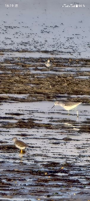 Totano zampegialle minore  - Michael Bokämper