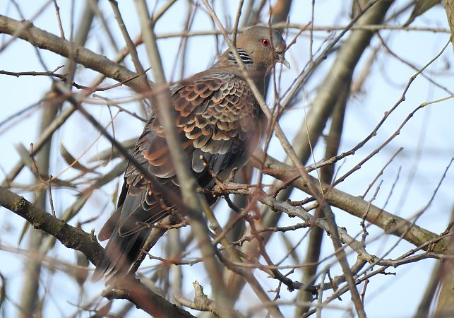 Tortora orientale  - Matteo Toller