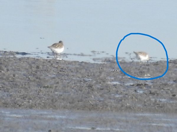 piccolo limicolo indet.  - Matteo Toller