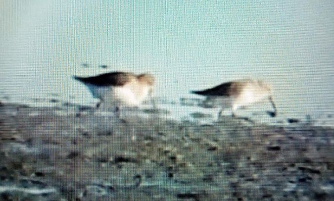 piccolo limicolo indet.  - Matteo Toller