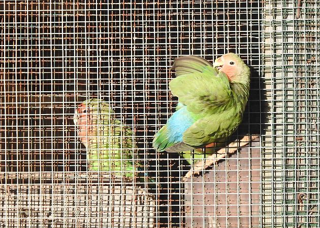 Inseparabile facciarosa  - Matteo Toller