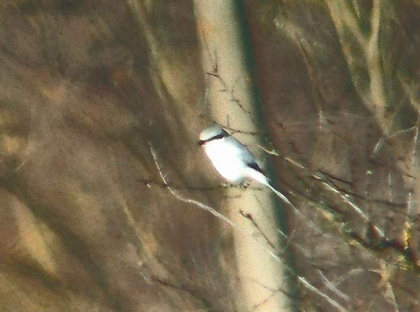 Raubwürger  - Steven Hueting