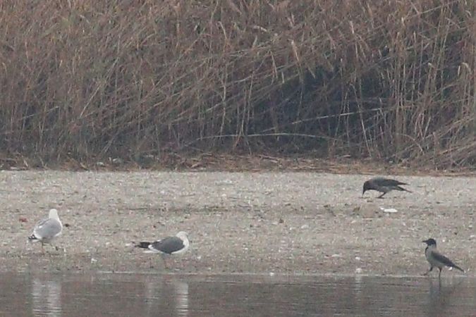 Zafferano  - Giuliana Pirotta