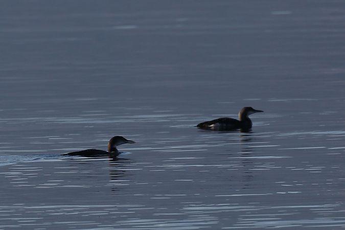 Strolaga maggiore  - Giuliana Pirotta