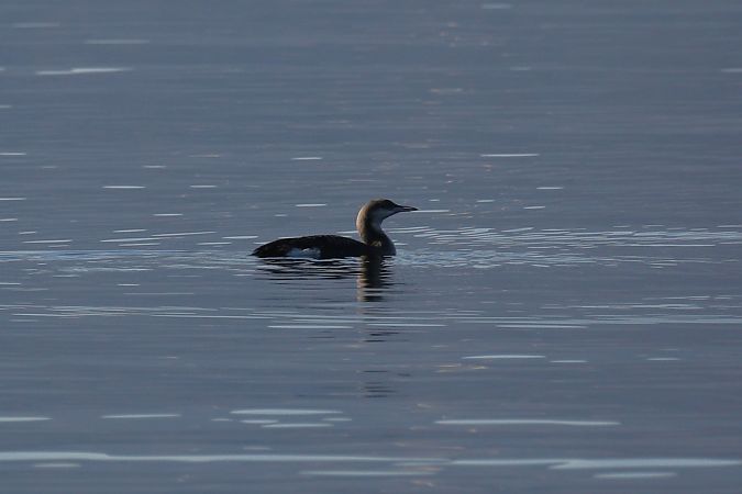 Strolaga mezzana  - Giuliana Pirotta