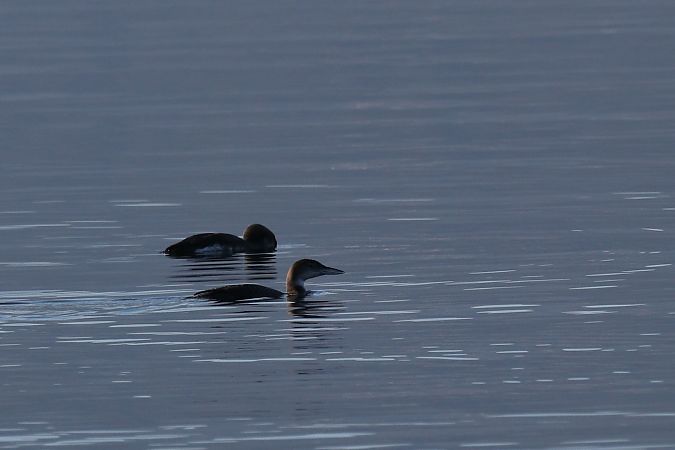 Strolaga maggiore  - Giuliana Pirotta