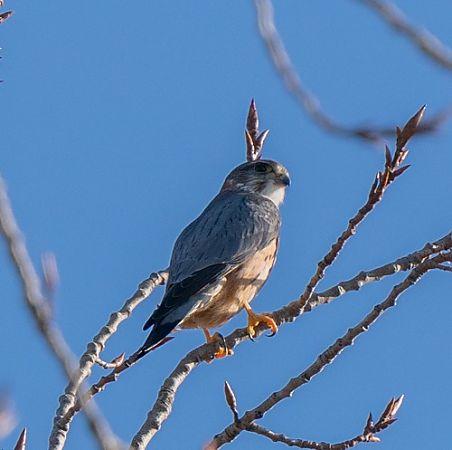 Smeriglio  - Franco Salvini