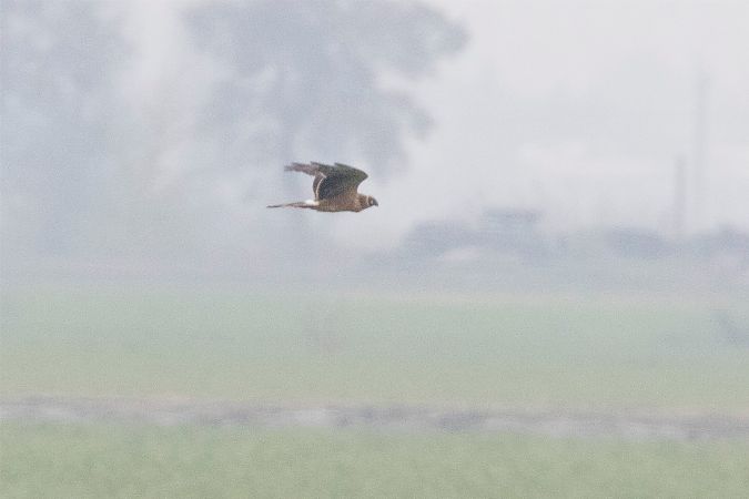 Albanella pallida  - Lorenzo Maffezzoli