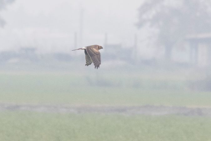 Albanella pallida  - Lorenzo Maffezzoli