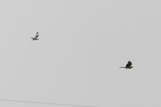 Albanella pallida  - Lorenzo Maffezzoli