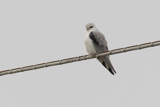 Nibbio bianco  - Lorenzo Maffezzoli