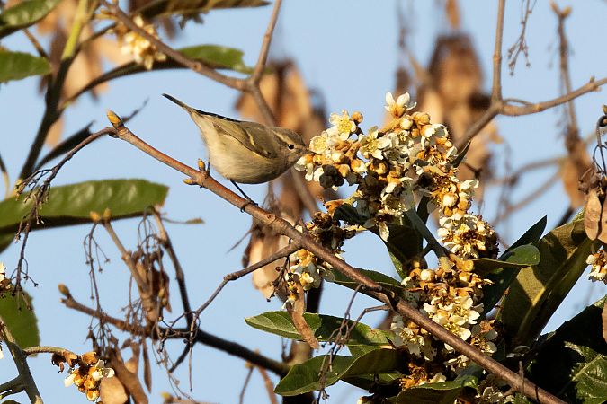 Luì di Hume  - Lorenzo Maffezzoli