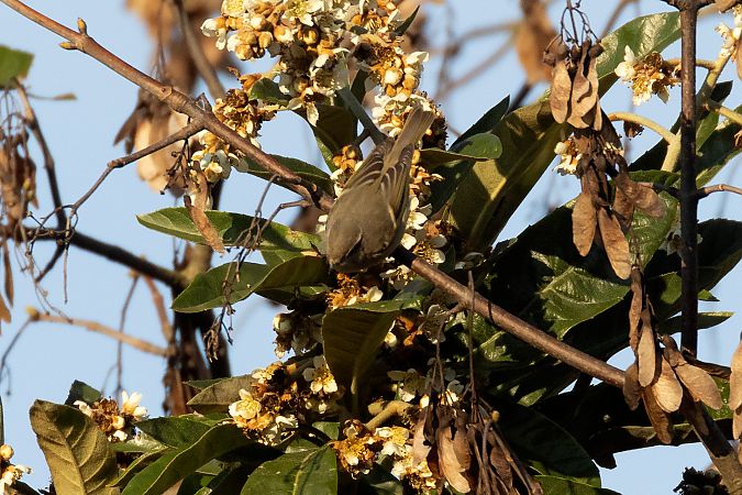 Luì di Hume  - Lorenzo Maffezzoli