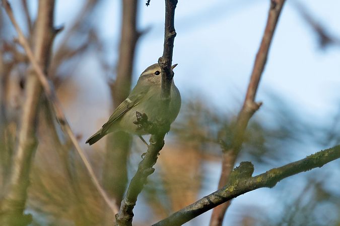 Luì di Hume  - Lorenzo Maffezzoli
