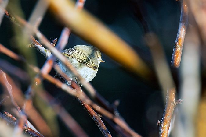 Luì di Hume  - Lorenzo Maffezzoli