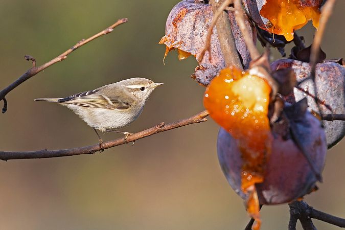 Luì di Hume  - Lorenzo Maffezzoli