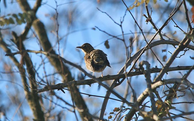 Tordo bottaccio  - Pietro Arienti