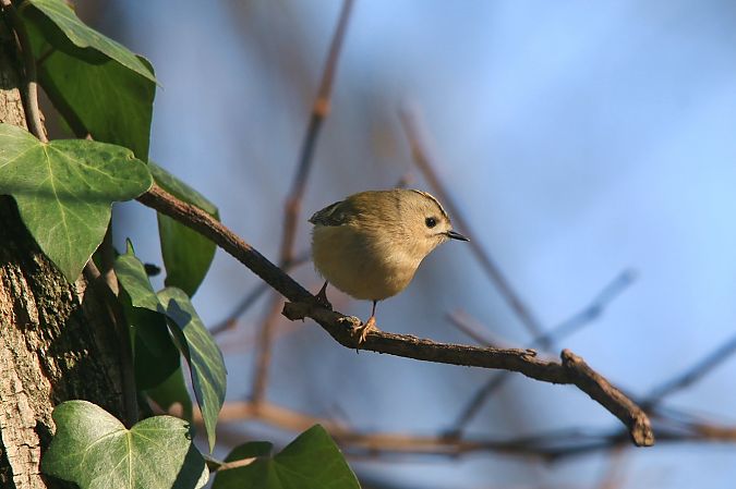 Regolo  - Pietro Arienti