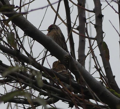 Organetto  - Maurizio Castellucci