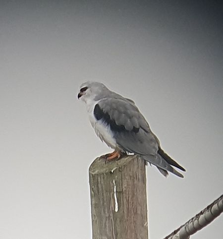Nibbio bianco  - Maurizio Castellucci