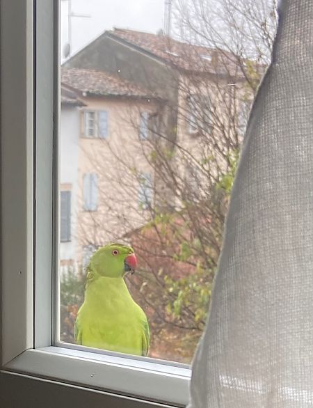 Parrocchetto dal collare  - Franco Roscelli