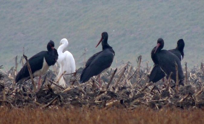 Cicogna nera  - Anonimo